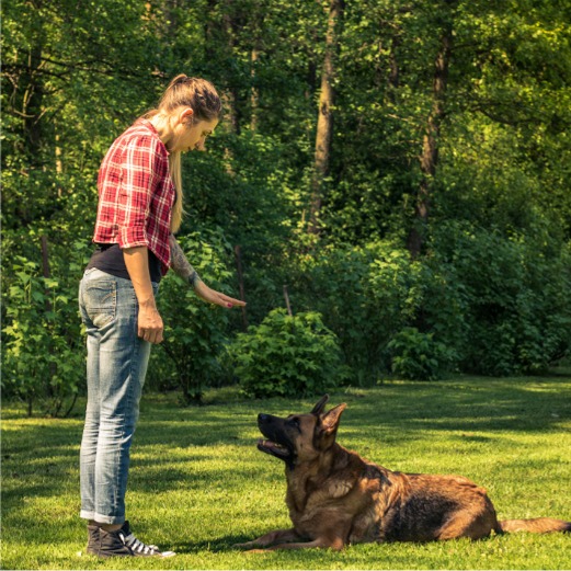 One-to-one dog training